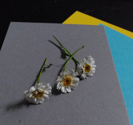 Three feverfew flowers in a row on grey, blue and yellow backgroundの写真素材