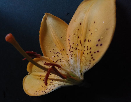 A pale orange lily with only 4 petalsの写真素材