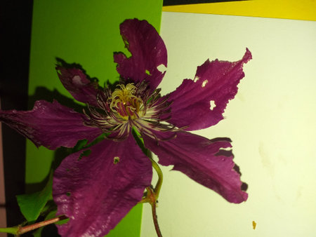 Clematis Etoile Violette. This climber is deciduous so it will lose all its leaves in autumn, then fresh new foliage appears again each spring.の写真素材