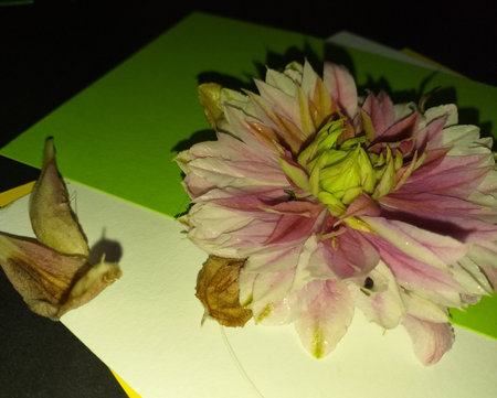 A single pink and white clematis with a yellow centre, it has two small brownish petals on its left. The background colours are green and whiteの写真素材