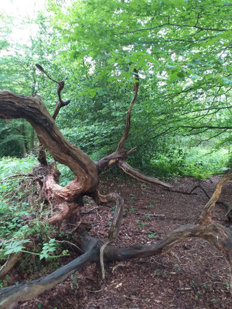 A group of twisted logs in an opening in the woods, ground cover and bushes all aroundの写真素材