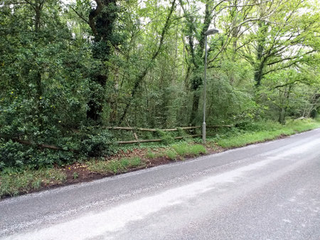 A section of the woods alongside the main road in LIttle Bursted, Billericay, showing a woodend fence and a street light, many trees and bushes along the grass vergeの写真素材