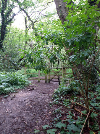 In the middle of the photo a kissing gate with a path leading up to it, ground cover all around with large treesの写真素材