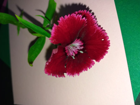 From a large genus of about 300 species, Dianthus are native to Europe and Asia. Most are perennial, though some are biennial or annual.の写真素材