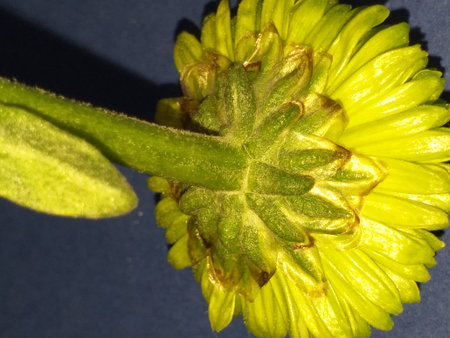 An upside down photo of a yellow flower showing the green stem and a single leafの写真素材