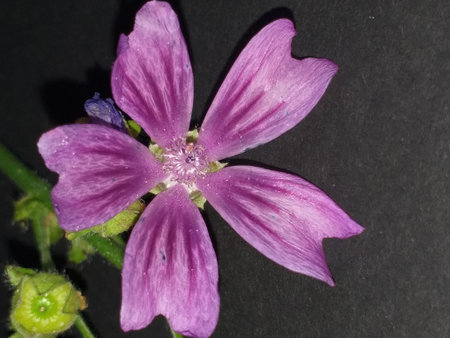 A purple common mallow, this plant prefers full sun and grows to the height of 50-122cmの写真素材