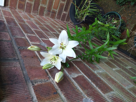 Two white lilies growing in a tub in the front garden leaning against a red brick wall, sheltered by the windの写真素材