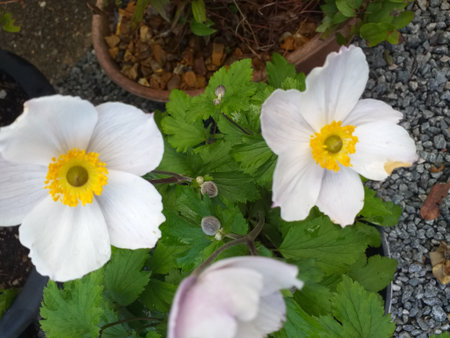 Snow drop Anemome growing in a tub in the front garden, this plant has many other buds still waiting to openの写真素材