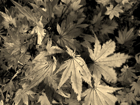 Large leafed plant in black and white, abstract with coloured tonesの写真素材