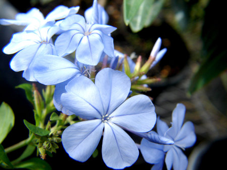 Blue Plumbagoの写真素材