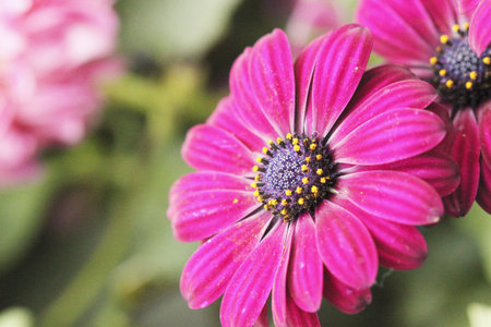 Close up of an African Daisy flower