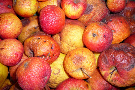 A lot of rotten apples.の写真素材