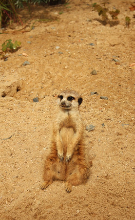 Small suricate sitting on a sandy.の写真素材