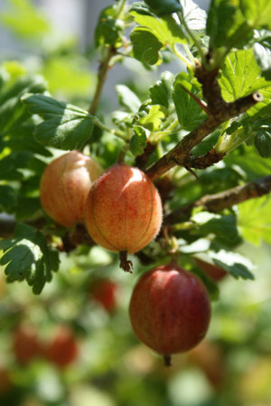 Ripe gooseberries on a branch in summer.の写真素材