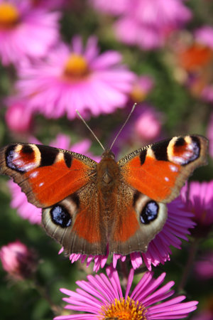 The butterfly on a flower.の写真素材