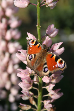 The butterfly on a flowerの写真素材