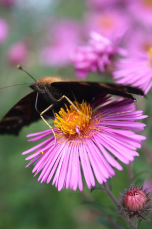 The butterfly on a flowerの写真素材