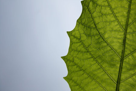 Green leaf texture, organic background.の写真素材