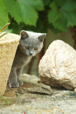 British shorthair blue kitten in a garden.の写真素材
