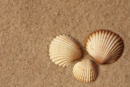 Three shells on a sand.
