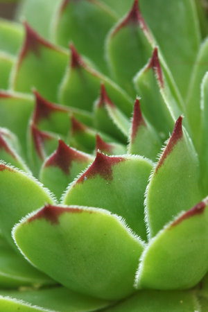 Macro of a green succulent.の写真素材