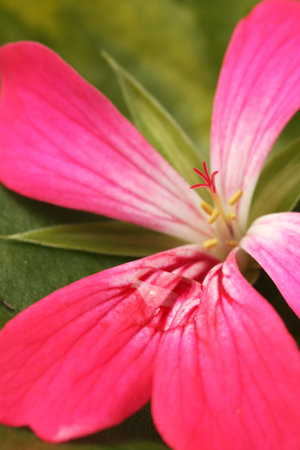 Detail of pink flower with water dropの写真素材