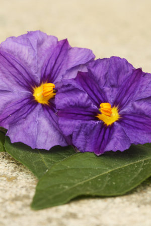 Purple flower son a green leaf.の写真素材