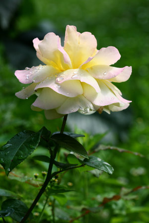 Color rose in garden on green background.の写真素材