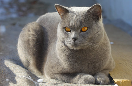 Blue british short-hair cat in garden の写真素材