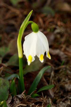 Image of snowdrop in blossom in spring の写真素材