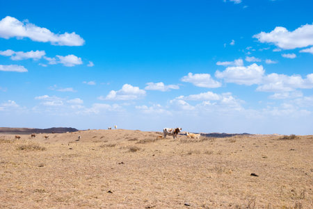 cattle under the blue sky and white cloud of China Inner Mongolia Hunshandake sandの写真素材