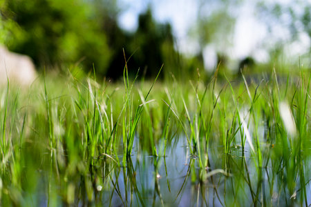 grassの写真素材