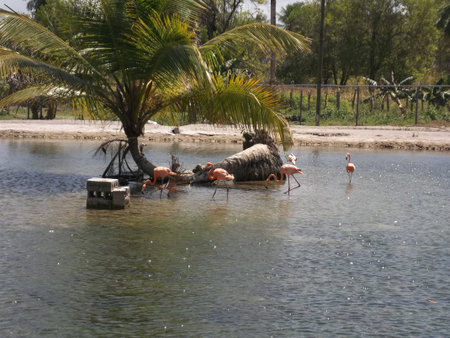 Birds in Artificial Lagoonの写真素材