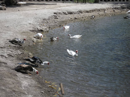 Birds on the Shore of an Artificial Lagoonの写真素材