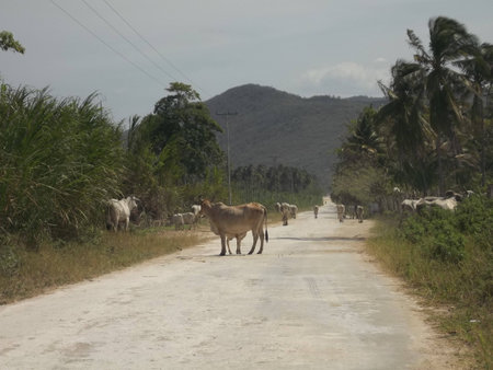 Road to the Venezuelan Llanosの写真素材