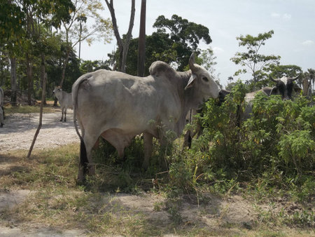 Venezuelan Bull closeup photoの写真素材