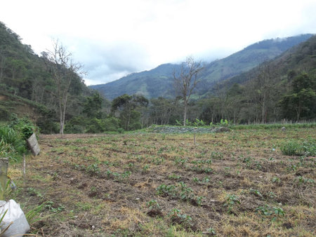 Growing area in the Venezuelan Andesの写真素材