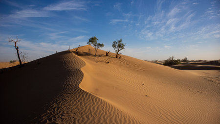 A wind swept sand dune in the Moroccan Sahara desert in the winter time. Blue skies and a few trees.の写真素材