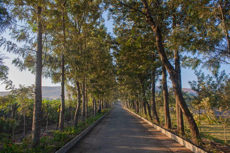 A long straight tree lined drive through the wine grape vines in Nashik, India.