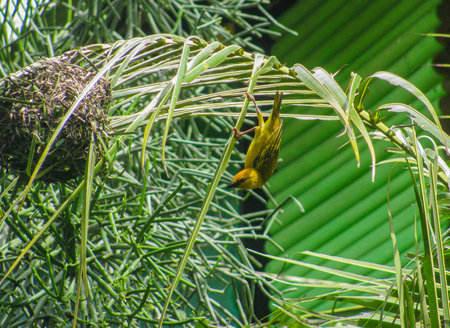 Asian weaver bird in the nature. Asian weaver bird.の写真素材