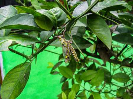 Close up of a grasshopper on a plantの写真素材