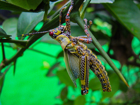 Grasshopper on a branch in the rainforest of Costa Ricaの写真素材