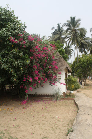 A charming scene of a thatched hut partially covered by vibrant pink bougainvillea, with a backdrop of tall palm trees, set in a rural areaの写真素材
