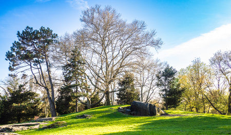 Beautiful spring landscape with trees and grass in the public park.の写真素材