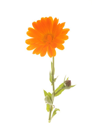 yellow orange marguerite flower isolated on white の写真素材