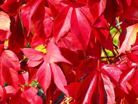Autumnal ornament, red leaves backgroundの写真素材