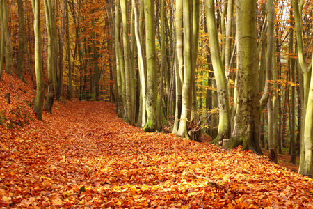 autumn, leafs in autumn forest, Poland, Europe
の写真素材