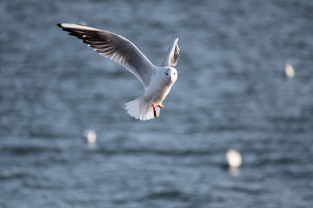 Gull in the air above the water with spread wings (Larus ridibundus)の写真素材