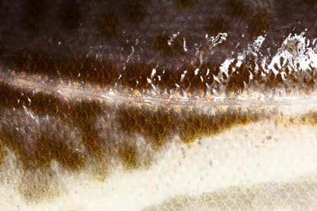 cod fish background nature texture