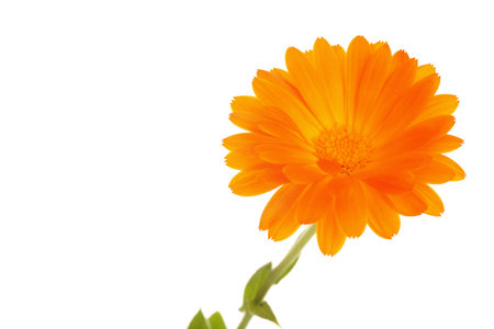 yellow orange marguerite flower isolated on white の写真素材